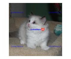 Ragdoll kittens