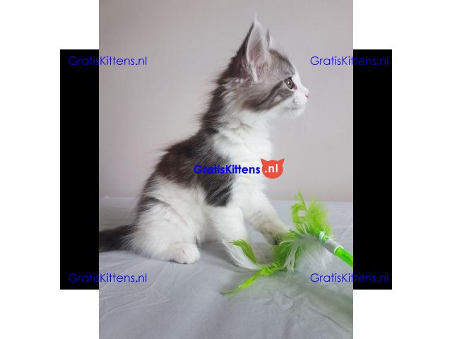 Maine Coon Kittens Ready
