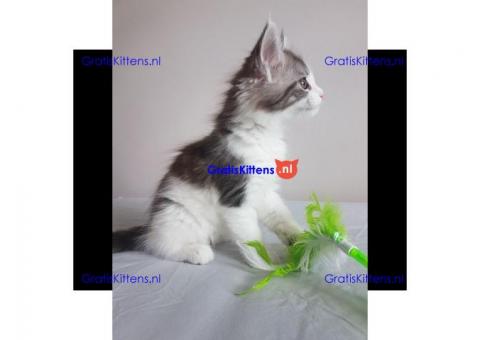 Maine Coon Kittens Ready