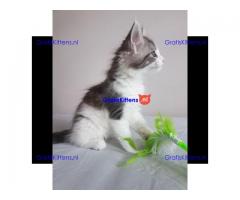 Maine Coon Kittens Ready