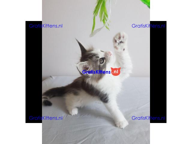 Maine Coon Kittens Ready