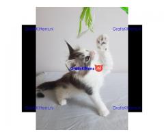 Maine Coon Kittens Ready