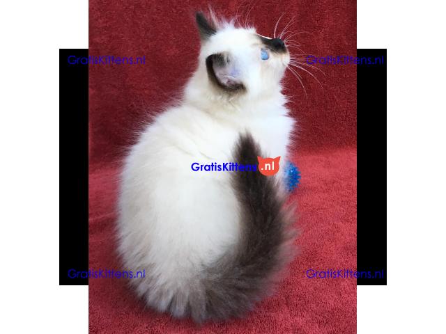 Birman kat klaar