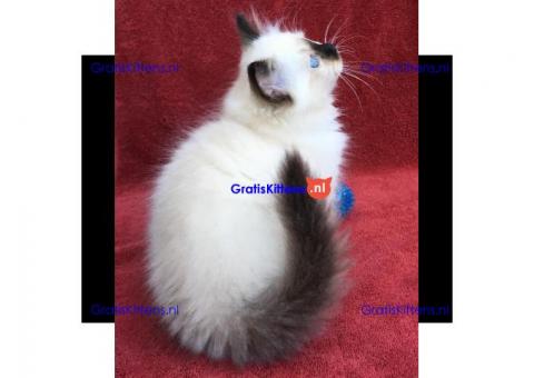 Birman kat klaar