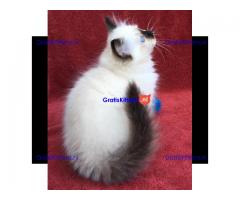 Birman kat klaar
