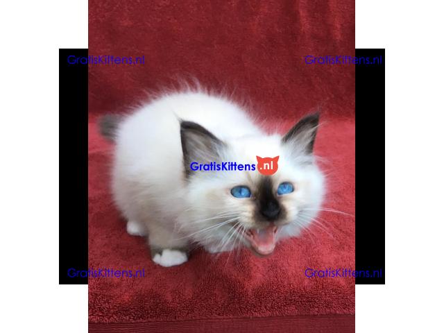 Birman kat klaar