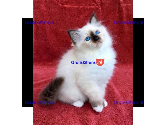 Birman kat klaar