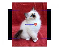 Birman kat klaar