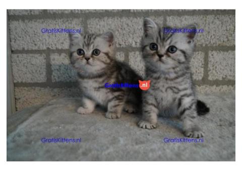 Britse Korthaar/Scottish Fold Blauw en Lilac kitten €150 Whatsapp-nummer: +32 460224753