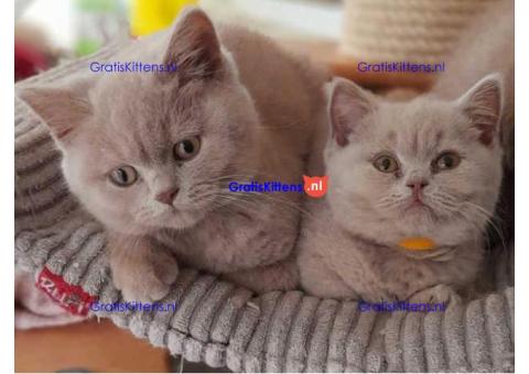 Britse Korthaar/Scottish Fold Blauw en Lilac kitten €150 Whatsapp-nummer: +32 460224753