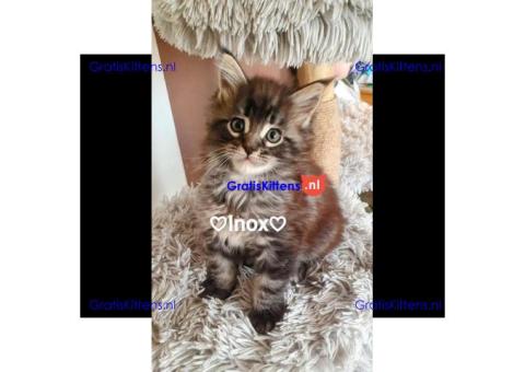 Britse Korthaar/Scottish Fold Blauw en Lilac kitten €150 Whatsapp-nummer: +32 460224753