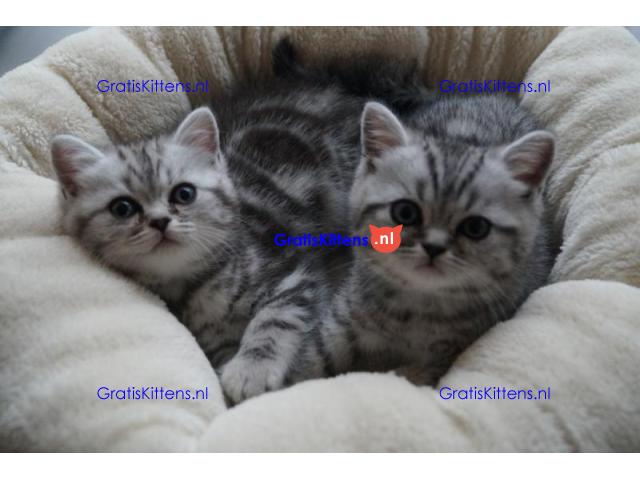 Britse Korthaar/Scottish Fold Blauw en Lilac kitten €150 Whatsapp-nummer: +32 460224753