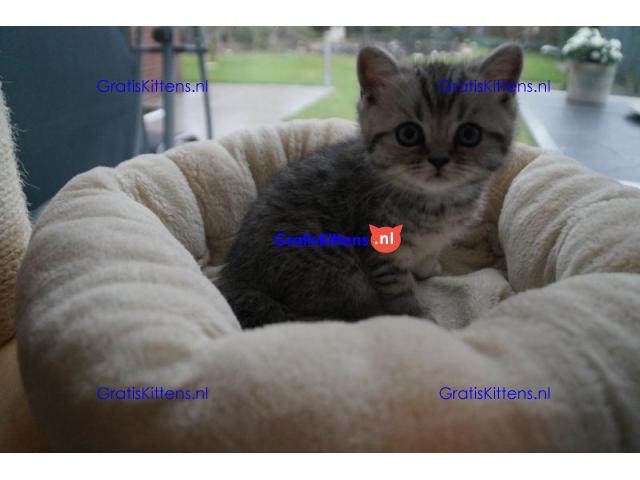 Britse Korthaar/Scottish Fold Blauw en Lilac kitten €150 Whatsapp-nummer: +32 460224753