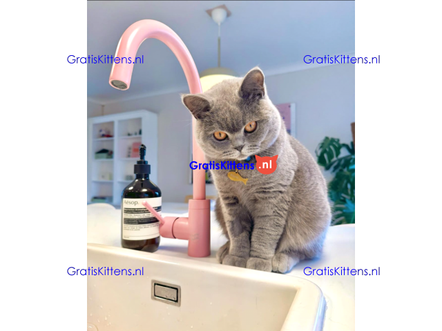 Goed getrainde en gevaccineerde Britse Korthaar kitten voor herplaatsing