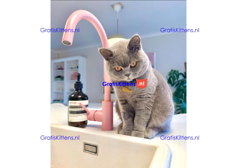 Goed getrainde en gevaccineerde Britse Korthaar kitten voor herplaatsing