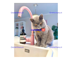 Goed getrainde en gevaccineerde Britse Korthaar kitten voor herplaatsing