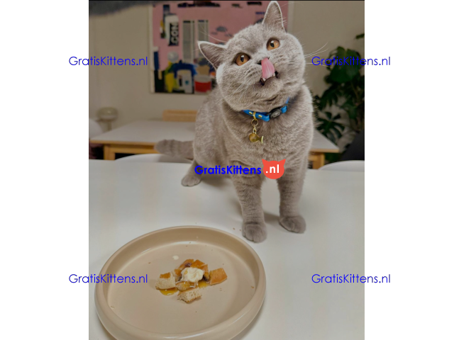 Goed getrainde en gevaccineerde Britse Korthaar kitten voor herplaatsing