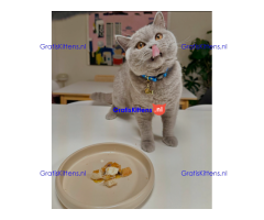 Goed getrainde en gevaccineerde Britse Korthaar kitten voor herplaatsing