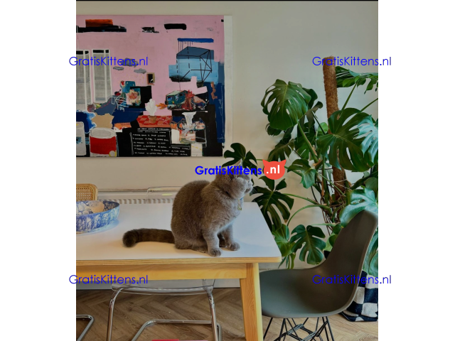 Goed getrainde en gevaccineerde Britse Korthaar kitten voor herplaatsing