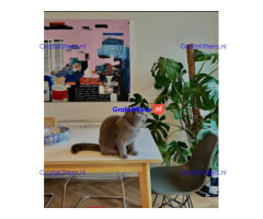 Goed getrainde en gevaccineerde Britse Korthaar kitten voor herplaatsing