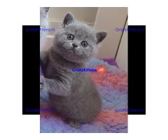 Britse Korthaar/Scottish Fold Blauw en Lilac kitten €150 Whatsapp-nummer: +32 460224753