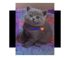 Britse Korthaar/Scottish Fold Blauw en Lilac kitten €150 Whatsapp-nummer: +32 460224753