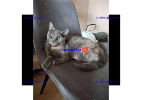 Lieve poes 1.5 jaar oud