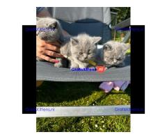 Britse Korthaar/Scottish Fold Blauw en Lilac kitten €150 Whatsapp-nummer: +32 460224753