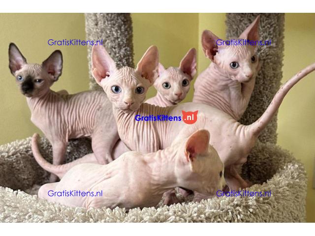 Rasechte Sphinx-kittens met FCI-stamboom en paspoort.