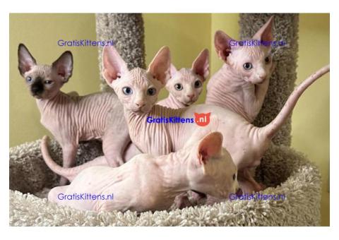 Rasechte Sphinx-kittens met FCI-stamboom en paspoort.