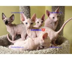 Rasechte Sphinx-kittens met FCI-stamboom en paspoort.