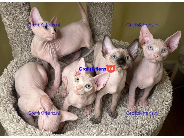 Rasechte Sphinx-kittens met FCI-stamboom en paspoort.