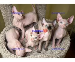 Rasechte Sphinx-kittens met FCI-stamboom en paspoort.