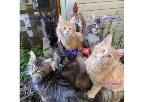 Prachtige Maine Coon Kittens met stamboom