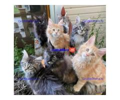 Prachtige Maine Coon Kittens met stamboom
