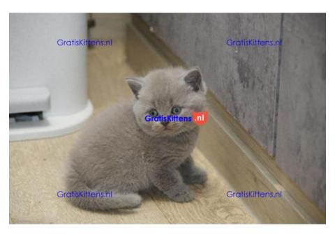 Britse Korthaar/Scottish Fold Blauw en Lilac kitten €150 Whatsapp-nummer: +32 460224753