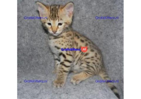 Mooie Savannah kittens tica reg f2