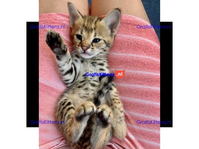 F1 en F2 Savannah kittens zijn beschikbaar