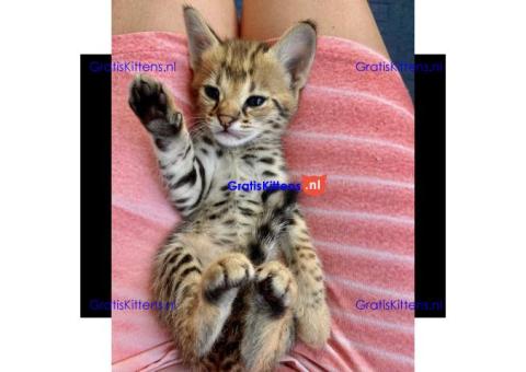 F1 en F2 Savannah kittens zijn beschikbaar