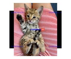 F1 en F2 Savannah kittens zijn beschikbaar