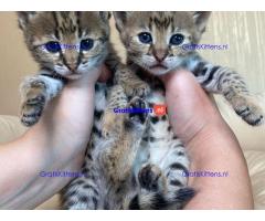 F1 en F2 Savannah kittens zijn beschikbaar