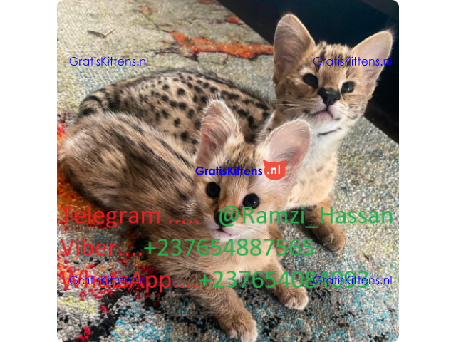 F1 en F2 Savannah kittens zijn beschikbaar