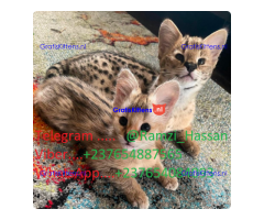 F1 en F2 Savannah kittens zijn beschikbaar