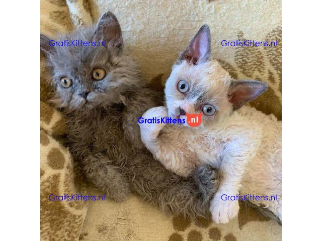 Devon Rex kitten poesje beschikbaar