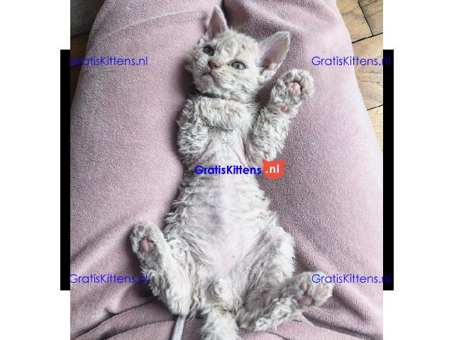 Devon Rex kitten poesje beschikbaar