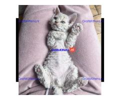 Devon Rex kitten poesje beschikbaar