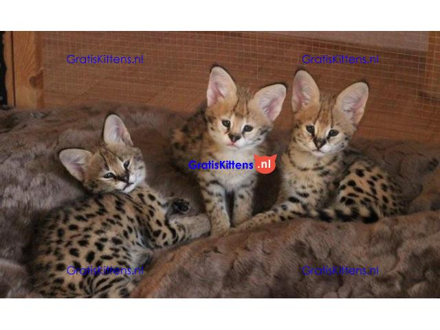 Serval kat, ocelot kat, caracal kat Voor beschikbaar