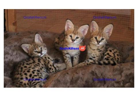 Serval kat, ocelot kat, caracal kat Voor beschikbaar