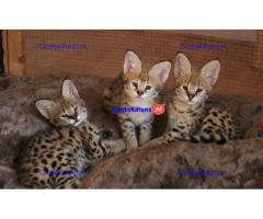 Serval kat, ocelot kat, caracal kat Voor beschikbaar