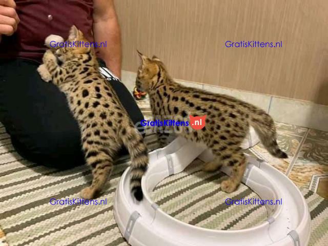 Serval kat, ocelot kat, caracal kat Voor beschikbaar